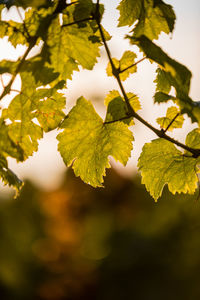 Close-up of leaves on branch against sky