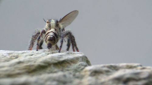 Close-up of insect on rock