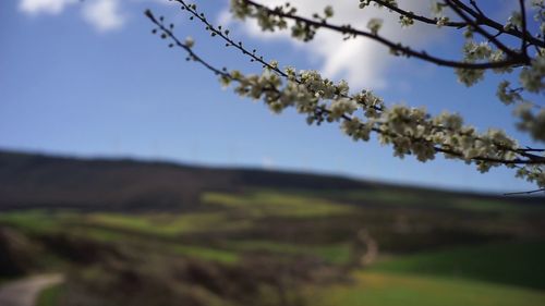 Close-up of fresh flower tree against sky