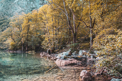 Plants by river stream in forest during autumn