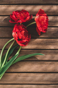 Close-up of three red tulips on wooden boards