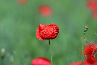 Close-up of red poppy flower