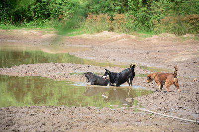 Dogsin the lake