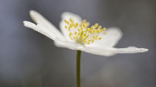 Close-up of white flower blooming outdoors