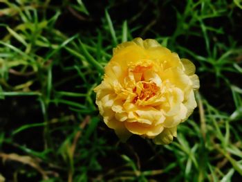 Close-up of yellow flower