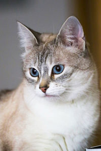 Close-up portrait of cat