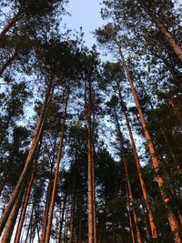 Low angle view of bamboo trees in forest