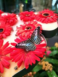 Close-up of butterfly pollinating on red flower