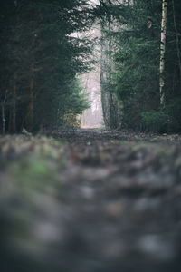 Surface level of footpath amidst trees in forest