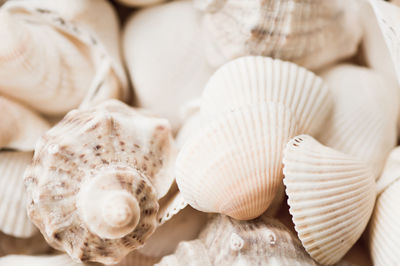 Close-up of seashells on table