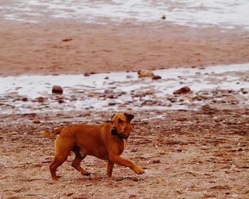 Portrait of dog on beach