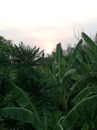 Close-up of fresh green plants against sky