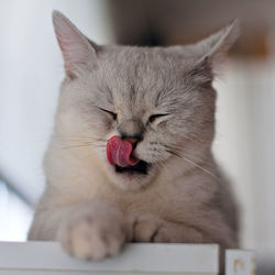 Close-up of a cat with eyes closed