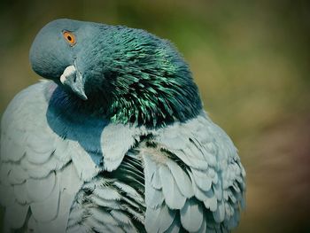 Portrait of pigeon outdoors