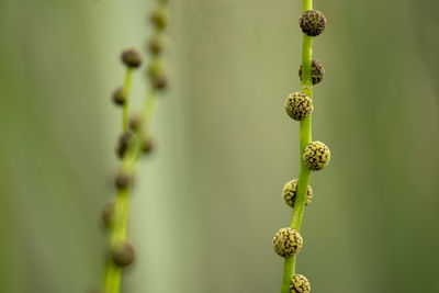 Close-up of flower buds