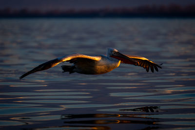 Bird flying over lake