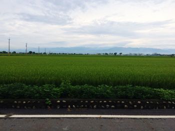 Crop on field against cloudy sky