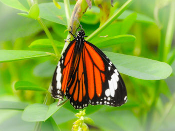Butterfly on flower