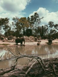 Horse standing on tree by landscape against sky