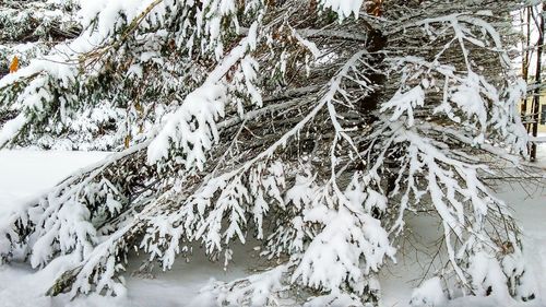 Snow covered trees in forest