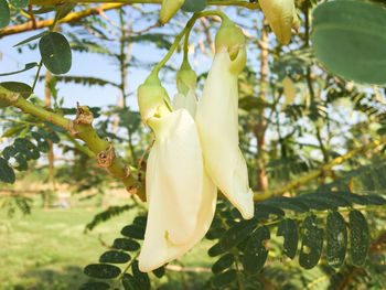 Close-up of white flower