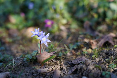 Close-up of small purple flower on field