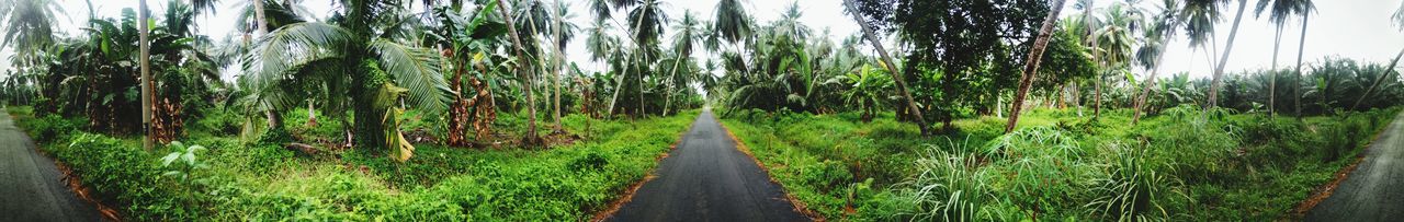 Panoramic shot of bamboo amidst trees on field