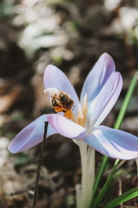 Close-up of bee pollinating on purple flower