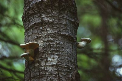 Close-up of tree trunk