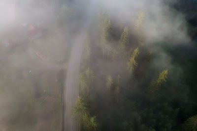 Sunlight streaming through trees in forest