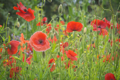 Close-up of red poppy flowers in field