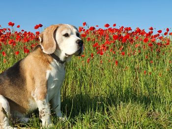View of a dog looking away on field