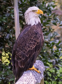 Close-up of eagle perching on branch