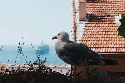 Seagull on a wall with a boat in the background