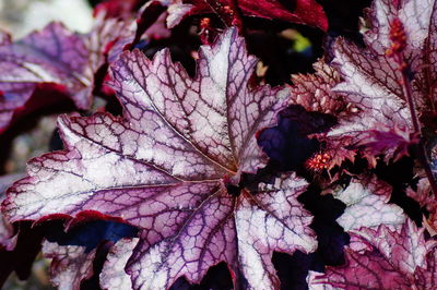 Close-up of autumnal leaves on plant