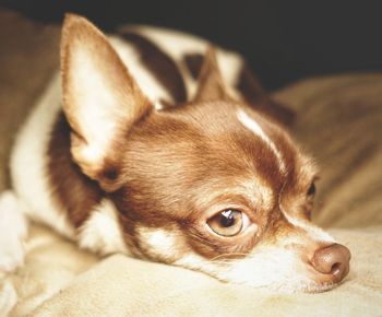 Close-up portrait of dog relaxing