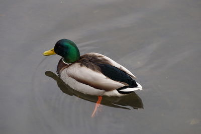 High angle view of mallard duck swimming in lake