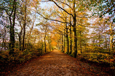 Road passing through forest