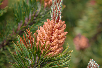 Close-up of pine tree
