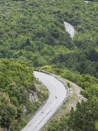 High angle view of narrow road along trees