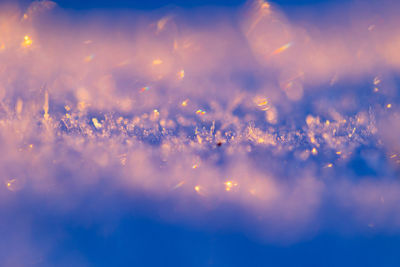 Winter's farewell. delicate frozen plants awaken in early spring in northern europe