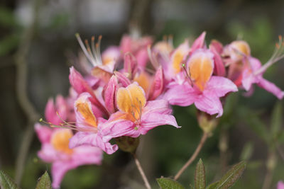 Close-up of pink flowering plant