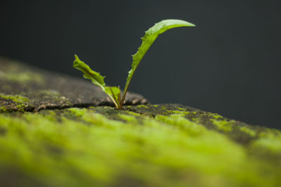 Close-up of plants growing amidst wood