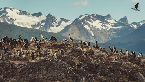 Birds perching on rock against snowcapped mountains