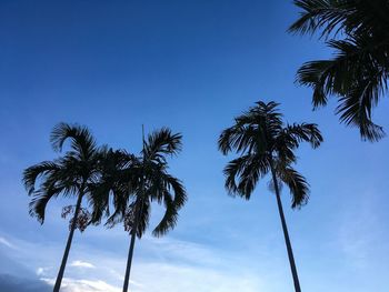 Low angle view of palm trees against blue sky