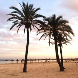 Palm trees on beach