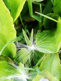 Close-up of fresh green plant