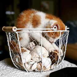Close-up of animal skull in basket