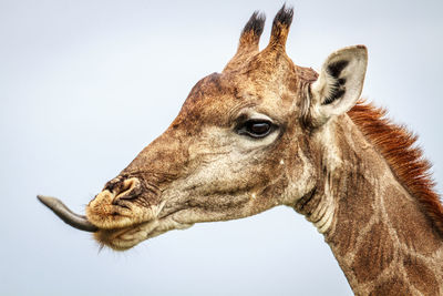 Low angle view of giraffe against clear sky