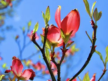 Dogwood blossoms against a blue sky 